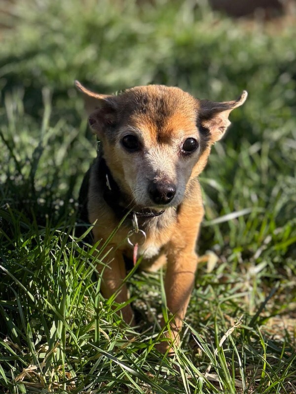 Picture of the Animal Listed